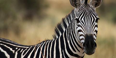 central serengeti national park 006.jpg