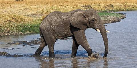 katavi national park 013.jpg