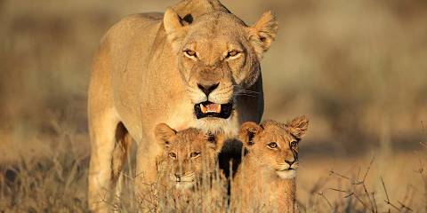 kgalagadi transfrontier park 078.jpg
