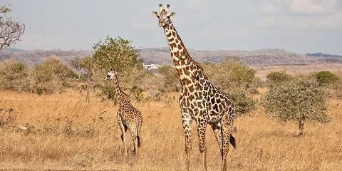 mikumi national park 024.jpg