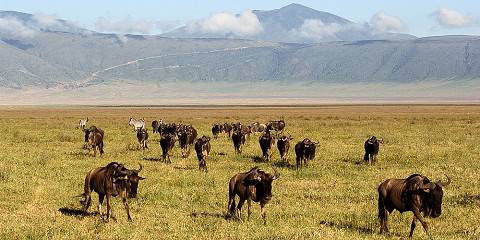 ngorongoro conservation area 011.jpg