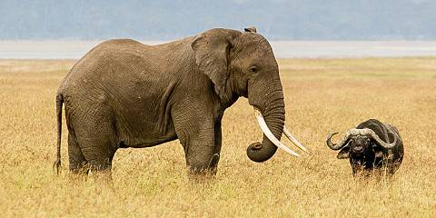 ngorongoro conservation area 019.jpg