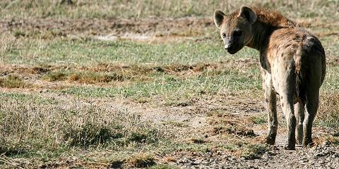 ngorongoro conservation area 035.jpg