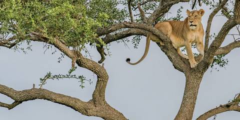 western serengeti national park 010.jpg