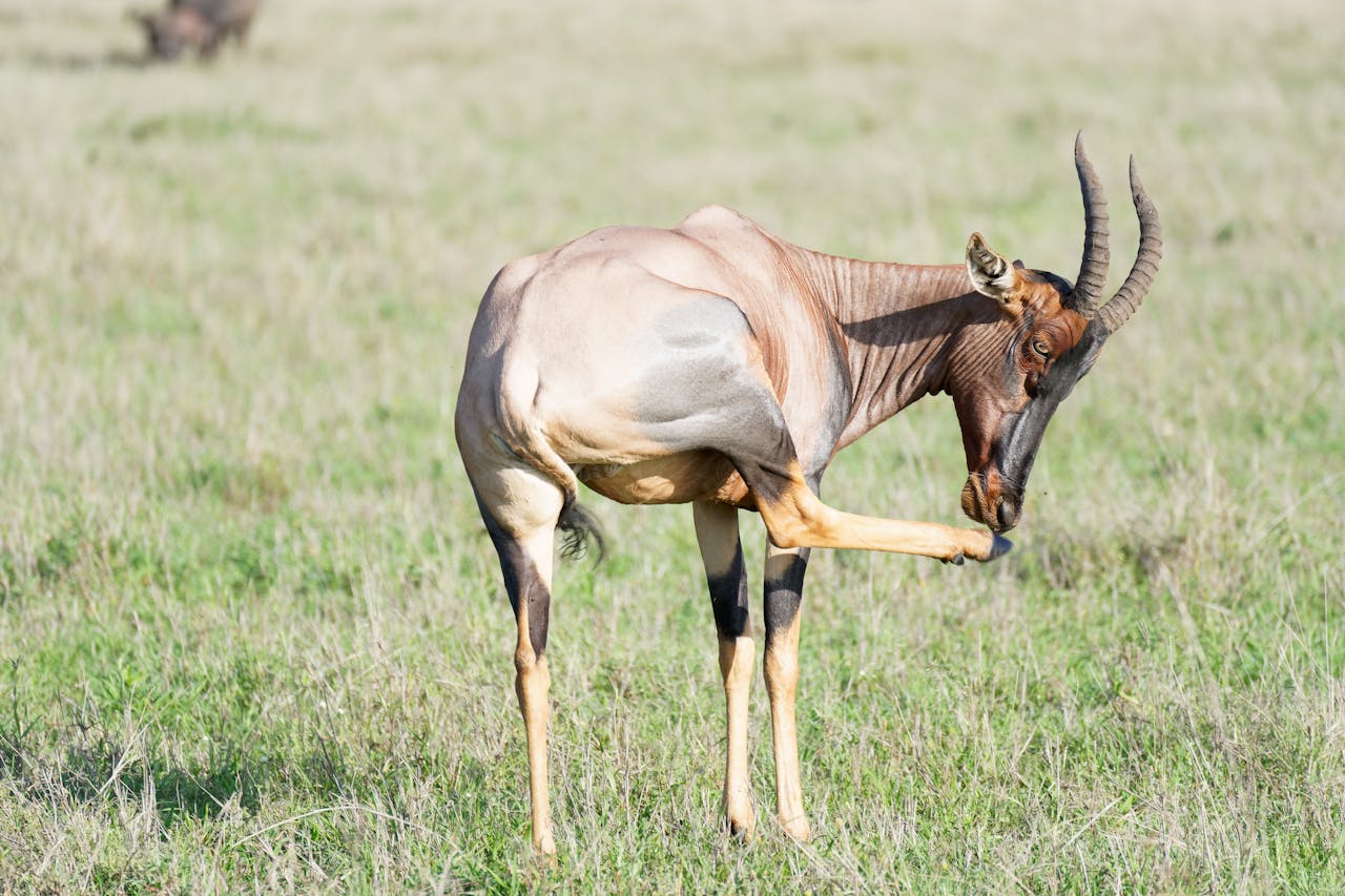 hero-img-02 Close-up of a Topi antelope in the Ngorongoro grasslands of Tanzania, showcasing its iconic horns.