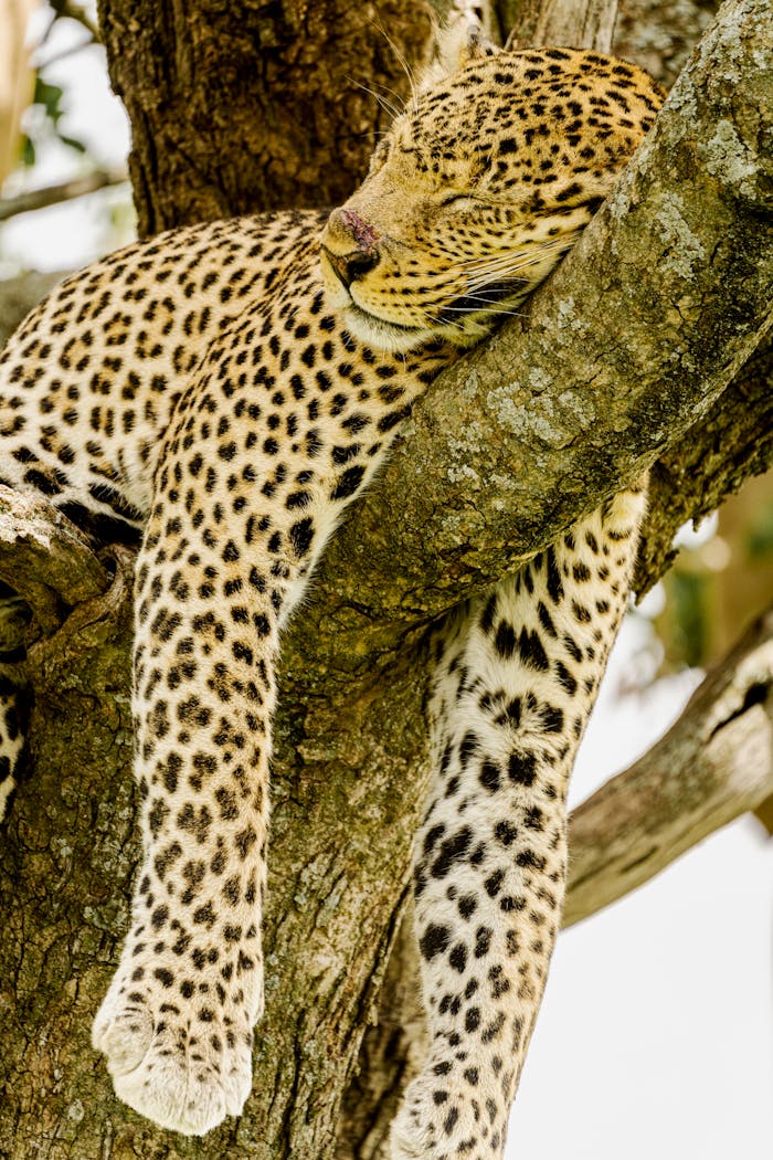 featured-portfolio-01 A serene leopard sleeping on a tree branch in Mara, Tanzania, showcasing wildlife in its natural habitat.