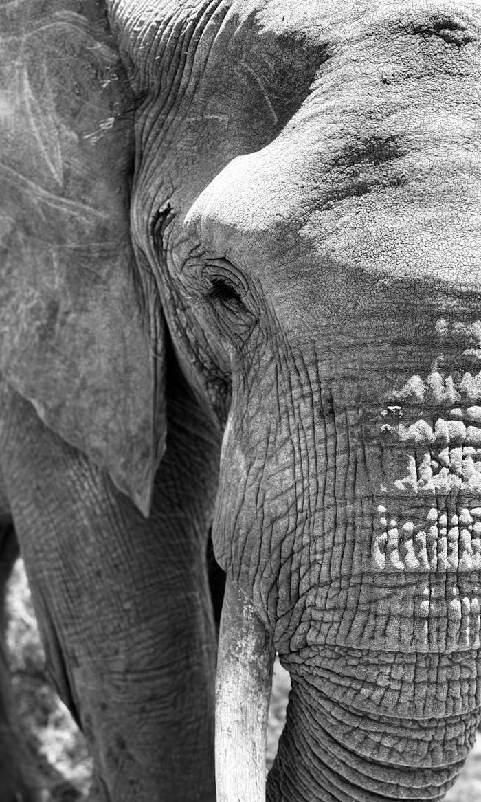my-work-04 Intriguing black and white close-up of an elephant in Arusha, showcasing textured skin and serene expression.
