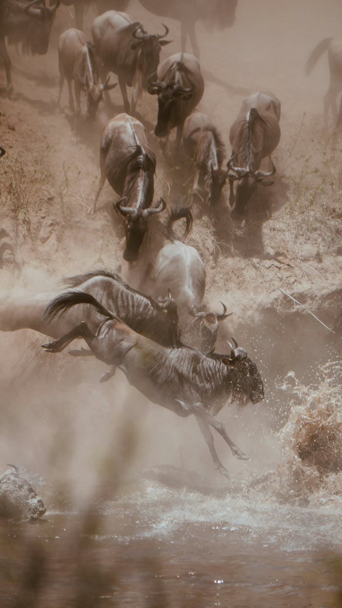 Wildlife photography capturing wildebeests in action during river crossing on a dusty savannah.