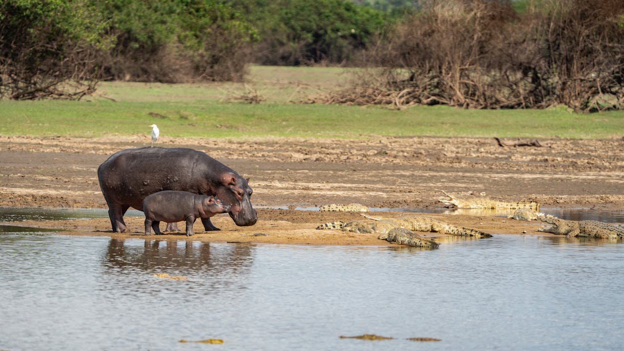 A mother hippopotamus and her calf stand by a river in Tanzania, surrounded by crocodiles.