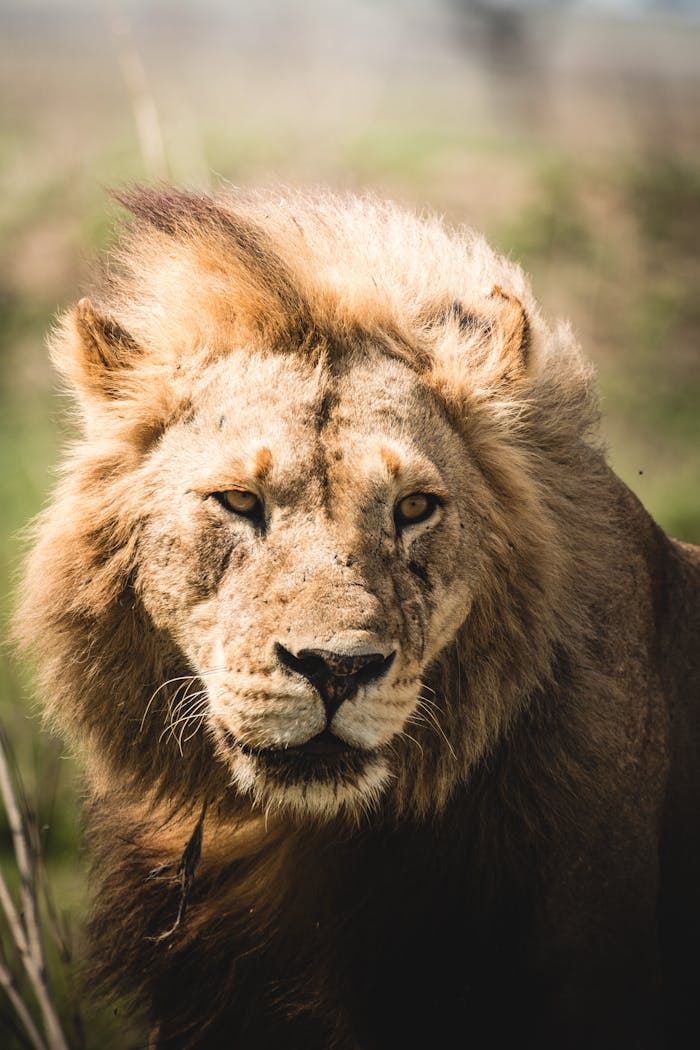 about-me Close-up of a majestic African lion with a wild mane, showcasing natures power.