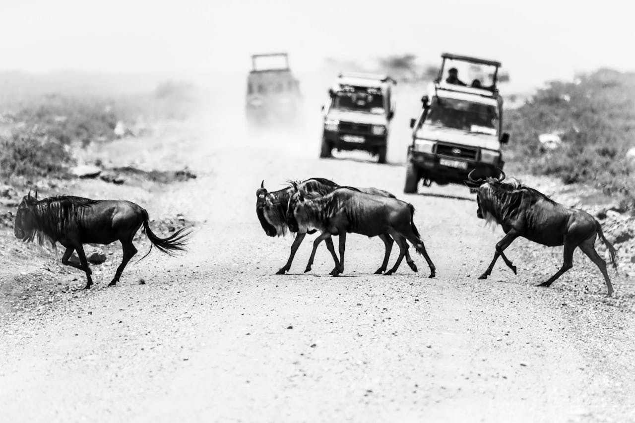 featured-portfolio-03 Monochrome photo of wildebeests crossing a dirt road in Tanzania, showcasing wildlife and travel themes.